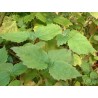 Pogostemon patchouli