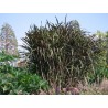 Saccharum officinarum violaceum
