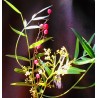 Schinus molle