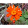 Senecio confusus