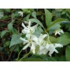 Trachelospermum jasminoide