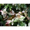 Trachelospermum jasminoide tricolor cameleon