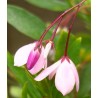 Sollya heterophylla pink charm