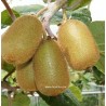 Actinida sollissimo - kiwi