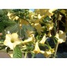 Brugmansia citronella