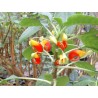Impatiens niamniamensis bec de perroquet