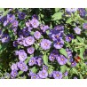 Solanum rantonetti purple robe