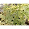 Pelargonium odorant grey lady plymouth