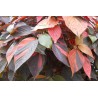 Acalypha bronze