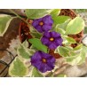 Solanum rantonetti variegata