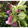 Acnitus rose