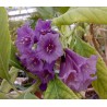 Acnitus violet