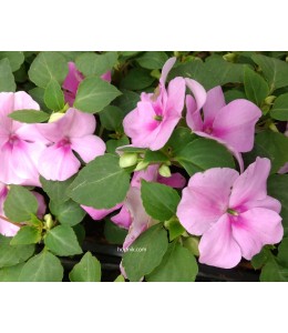 Impatiens goutte de sang rose clair