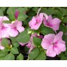 Impatiens goutte de sang lavande