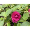 Impatiens double burgundy