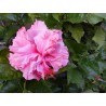 Hibiscus kona