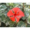 Hibiscus cooperii