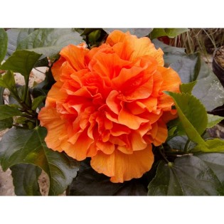 Hibiscus clementina