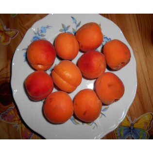 Abricotier manicot