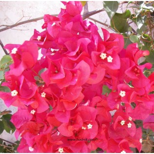 Bougainvillea rouge san diego