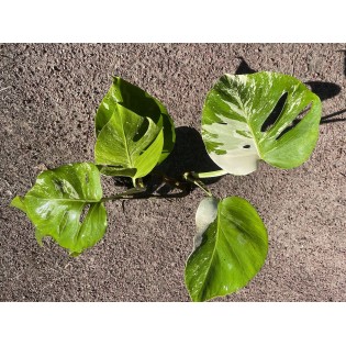 Philodendron monstera variegata