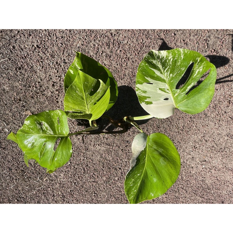 Philodendron monstera variegata Philodendron monstera variegata