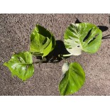 Philodendron monstera variegata