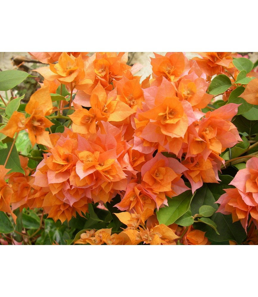 Bougainvillea mini thai Bougainvillea mini thai