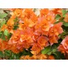Bougainvillea mini thai