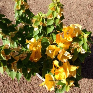Bougainvillea mini thai yellow