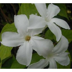 Mandevillea suaveolens