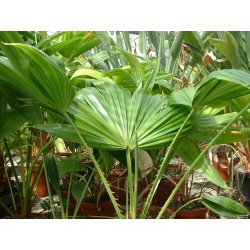 Palmier livistonia chinensis