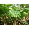 Palmier livistonia chinensis