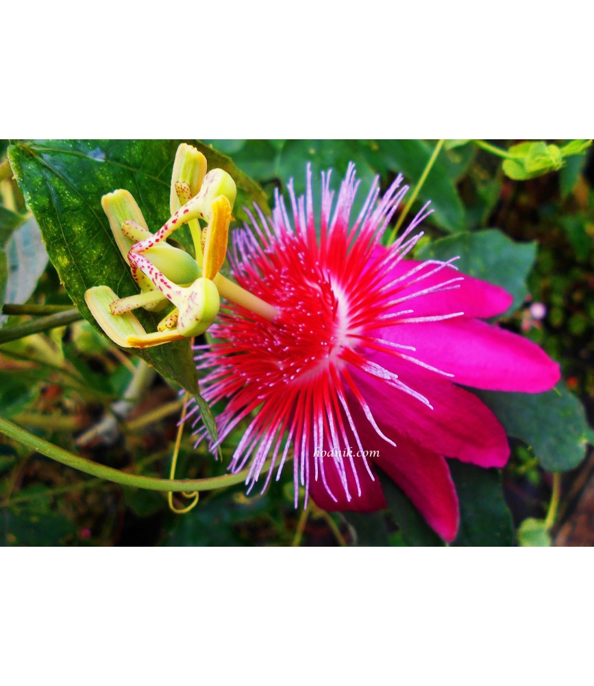 Passiflore antioquensis