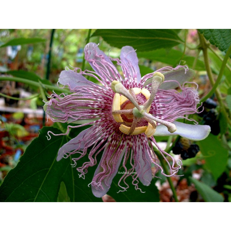 Passiflore incarnata