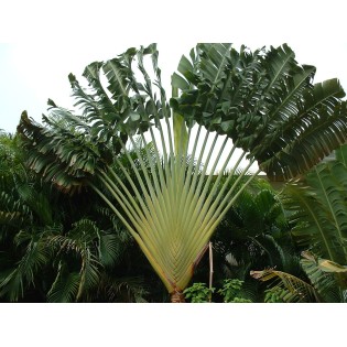 Ravenala madagascariensis