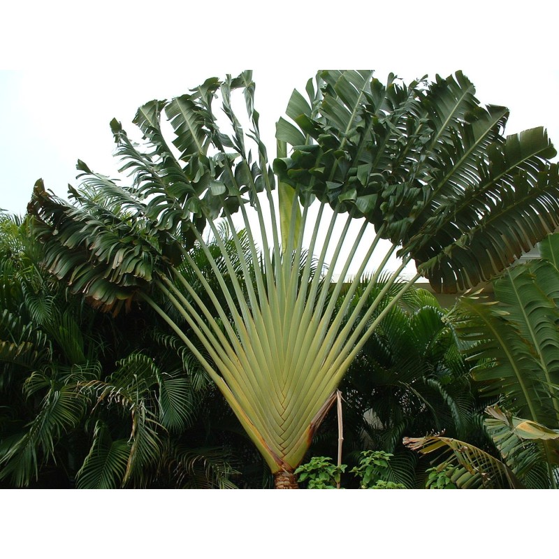 Ravenala madagascariensis