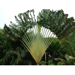 Ravenala madagascariensis