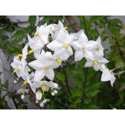 Solanum jasminoide alba