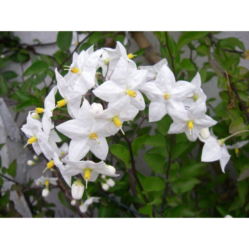 Solanum jasminoide alba