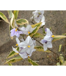 Solanum jasminoide variegata