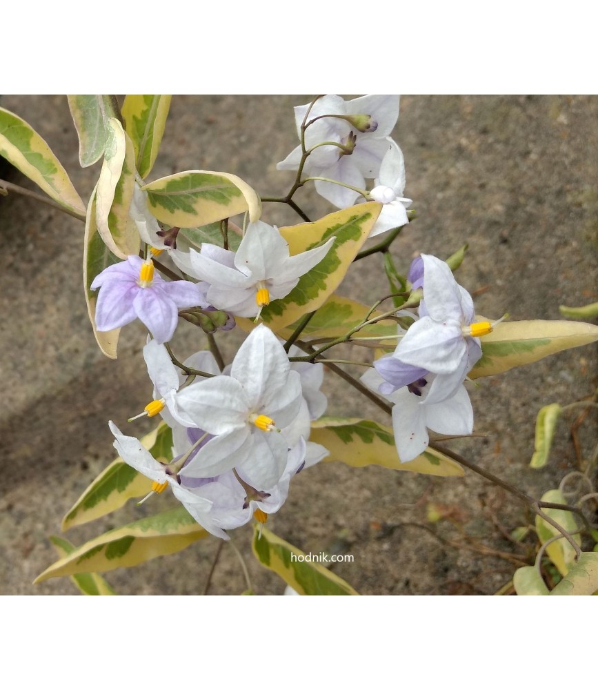 Solanum jasminoide variegata