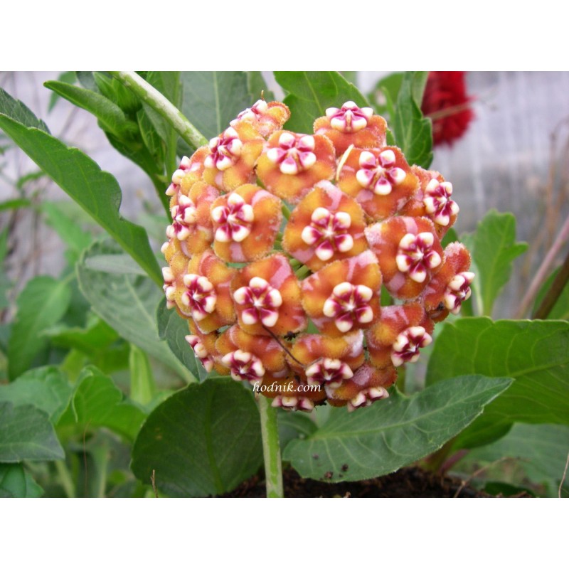 Hoya meliflua