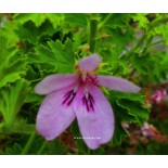 Pelargonium odorant prince of orange