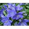 Campanule isophylla