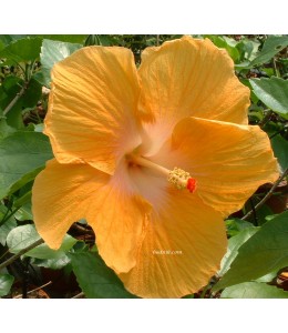 Hibiscus golden queen
