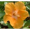 Hibiscus golden queen