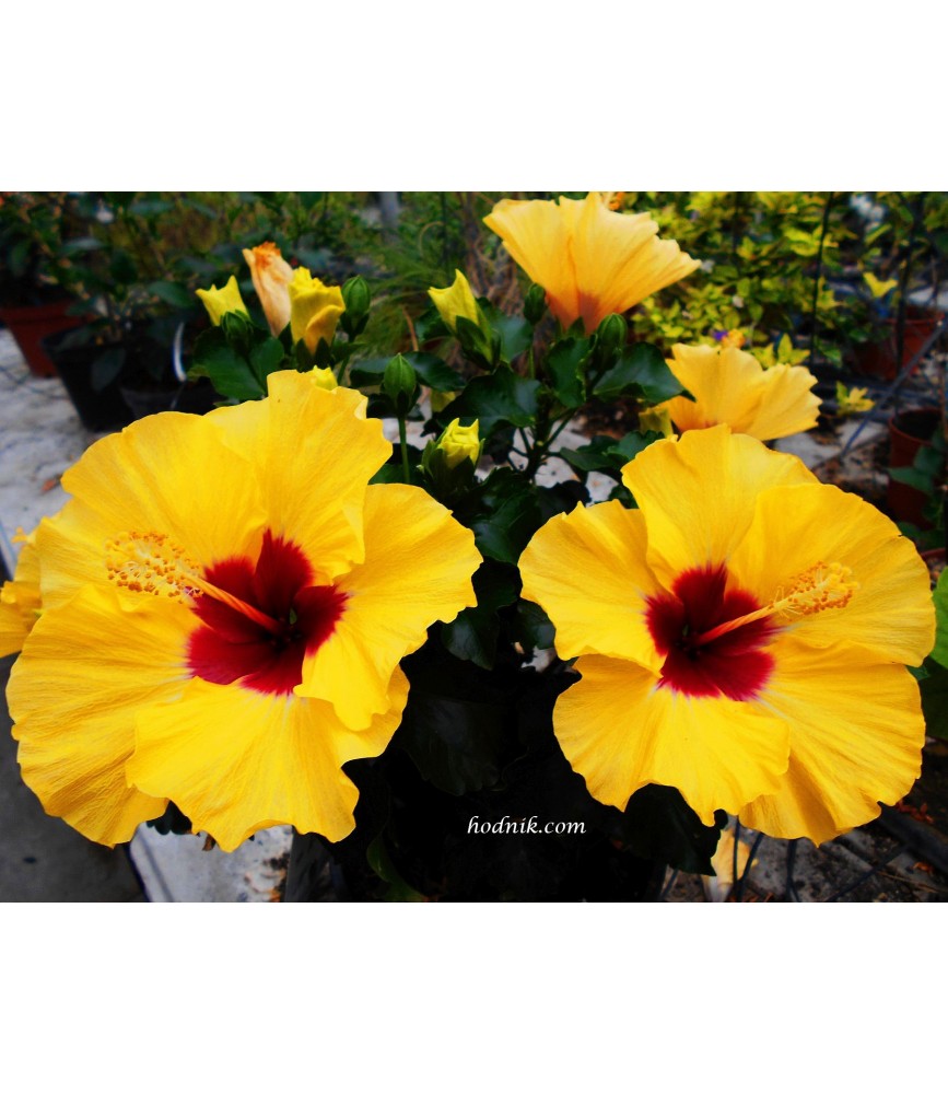 Hibiscus borea's yellow