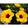 Hibiscus borea's yellow