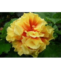 Hibiscus fruit tango